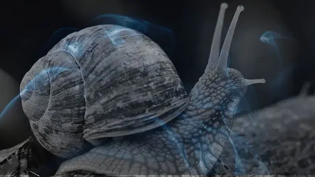 15 Biblical Meaning of Dreaming of a Snail