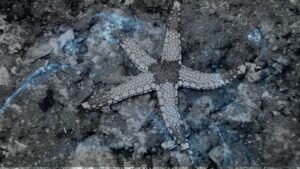 10 Dreams About a Starfish | Dreaming of a Starfish