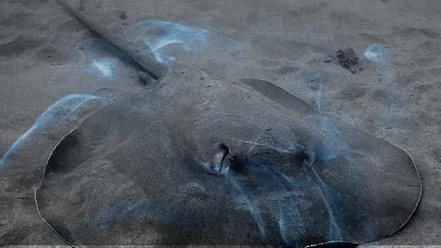 13 Biblical Meaning of Dreaming of a Stingray