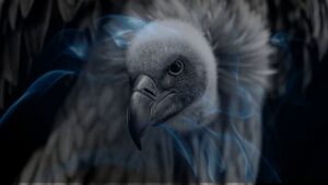 21 Biblical Meaning of Dreaming of a Vulture
