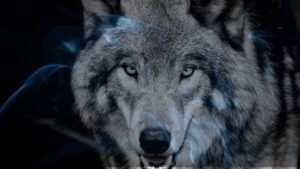 11 Biblical Meaning of Dreaming of a Wolf 