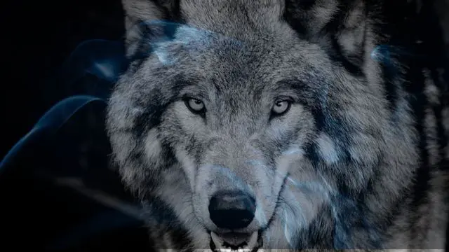11 Biblical Meaning of Dreaming of a Wolf