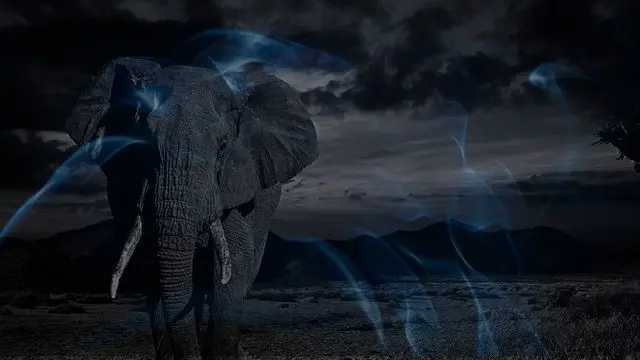 14 Biblical Meaning of Dreaming of an Elephant
