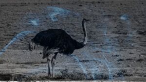 14 Biblical Meaning of Dreaming of an Ostrich