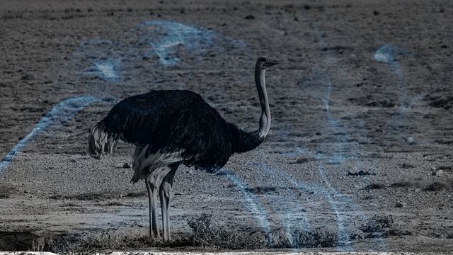 Biblical Meaning of Dreaming of an Ostrich