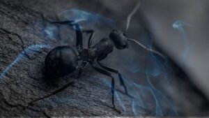 14 Biblical Meaning of Dreaming of Ants 