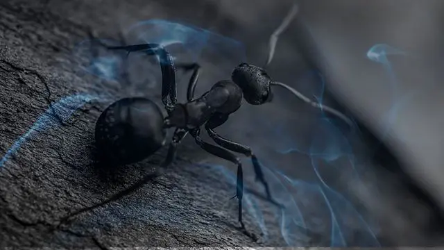 14 Biblical Meaning of Dreaming of Ants