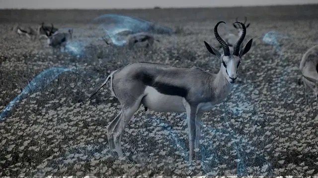 14 Biblical Meaning of Dreaming of an Antelope