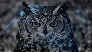 11 Dreams about an Owl | Dreaming of an owl