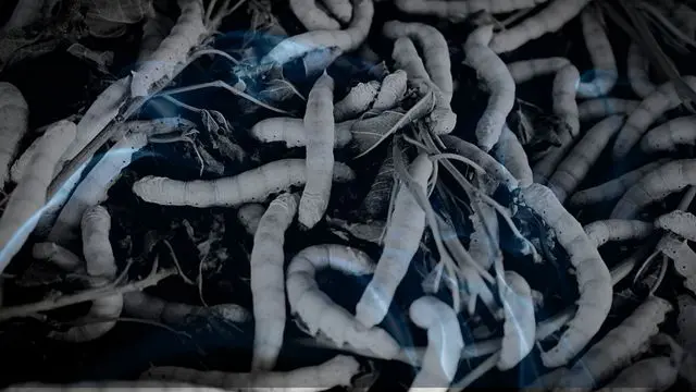 20 Biblical Meaning of Dreaming of Worms