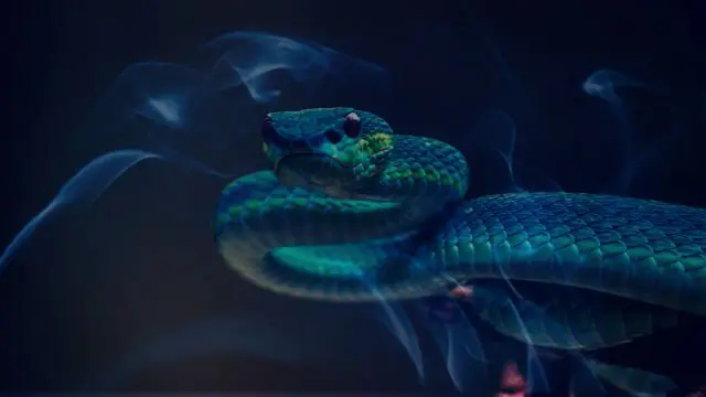 Dreaming of a colorful snake