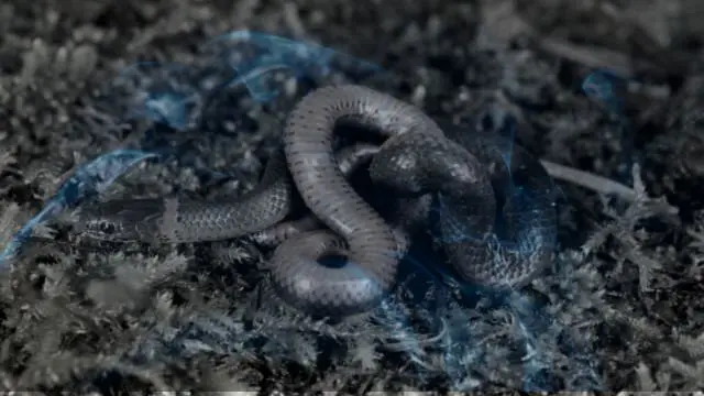 Biblical Meaning of Dreaming of a Snake Biting You