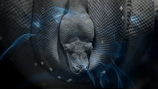 16 Biblical Meaning of Dreaming of a Snake