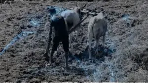Plowing using oxen in a dream
