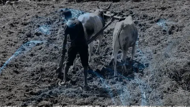 Plowing using oxen in a dream