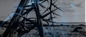 Dreaming of Thorns