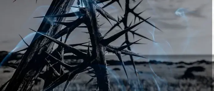 13 Biblical Meaning of Dreaming of Thorns