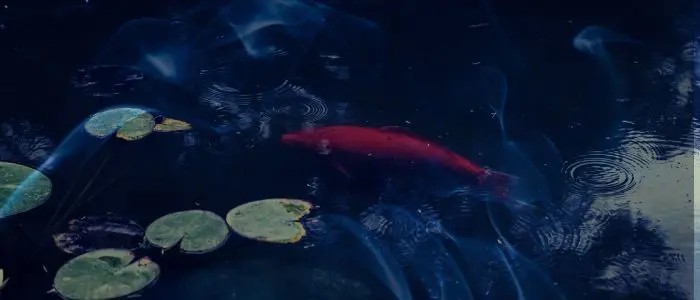 13 Biblical Meaning of Dreaming of a Fishpond