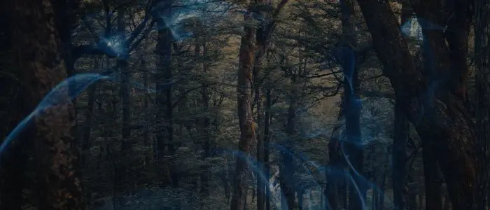 18 Biblical Meaning of Dreaming of a Forest