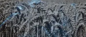 Biblical Meaning of Dreaming of Wheat