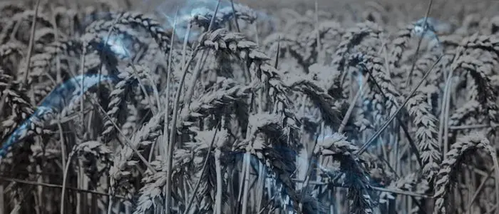 13 Biblical Meaning of Dreaming of Wheat