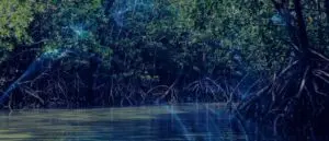 Dreaming of a Mangrove Forest