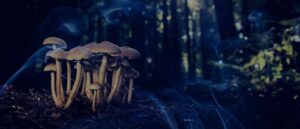 13 Biblical Meaning of Dreaming of Mushrooms