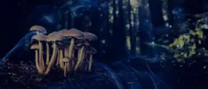 Dreaming of a Mushroom