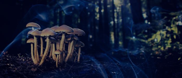 Biblical Meaning of Dreaming of Mushrooms