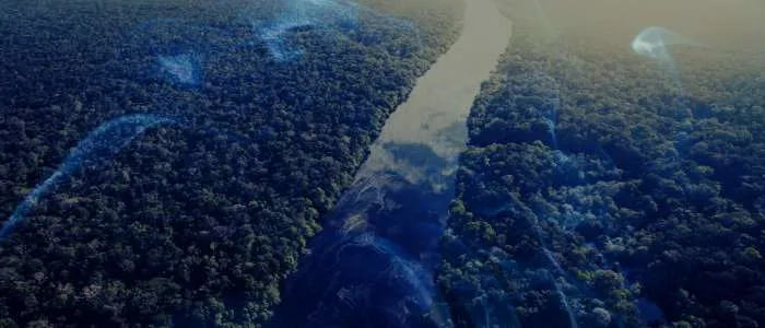 Dreaming About the Amazon Rainforest