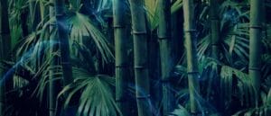 13 Biblical Meaning of Dreaming of Bamboo