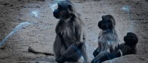 9 Biblical Meaning of Dreaming About Baboon