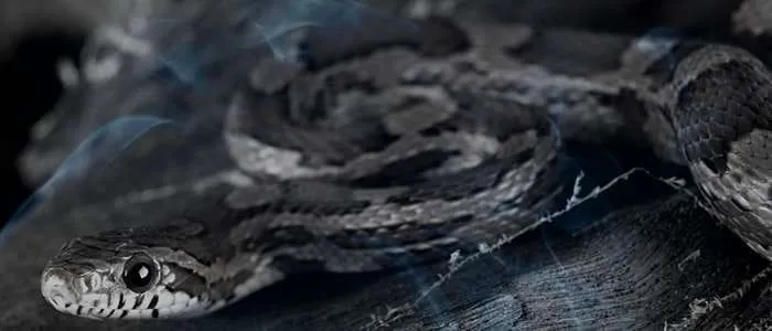 Dreaming About Snakes Running Away: 6 Biblical Meanings