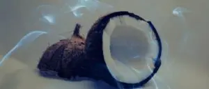 Dreaming of Coconuts