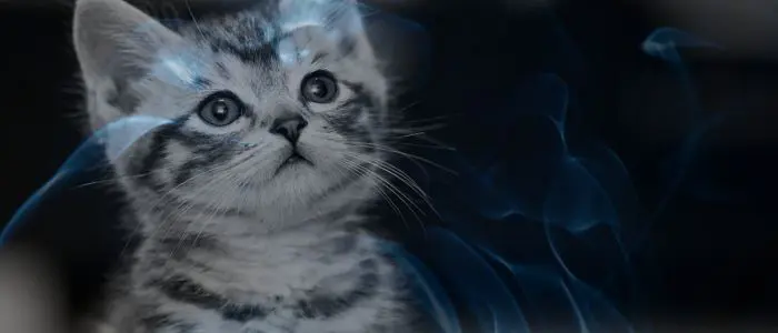 Dreaming of Shaving a Cat