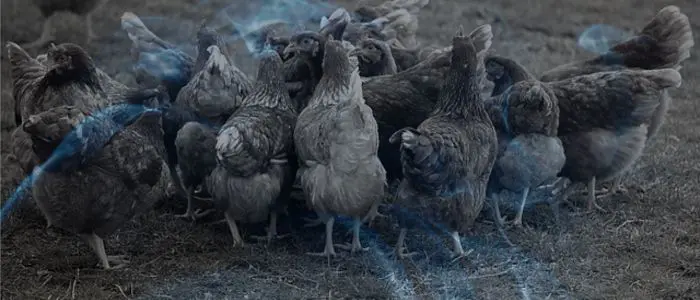 Biblical Meaning of Dreaming of a Poultry Farm