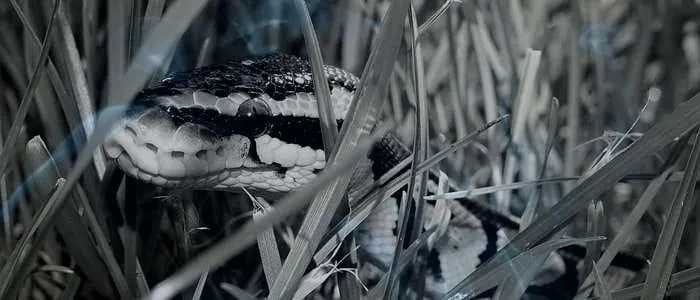 6 Biblical Meaning of Dreaming of a Snake in Your Garden