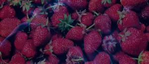 Strawberries in a Dream