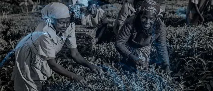 10 Biblical Meaning of Dreaming of a Plantation