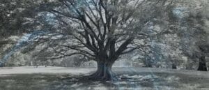 13 Biblical Meaning of a Tree in a Dream