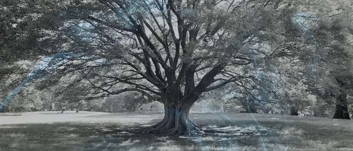Biblical Meaning of a Tree in a Dream