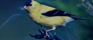 Biblical Meaning of a Yellow Bird in a Dream