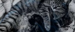 Biblical Meaning of a Cat Giving Birth in a Dream