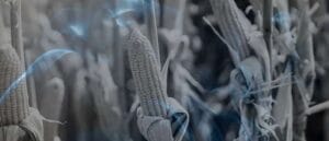 13 Biblical Meaning of Dreaming of Corn