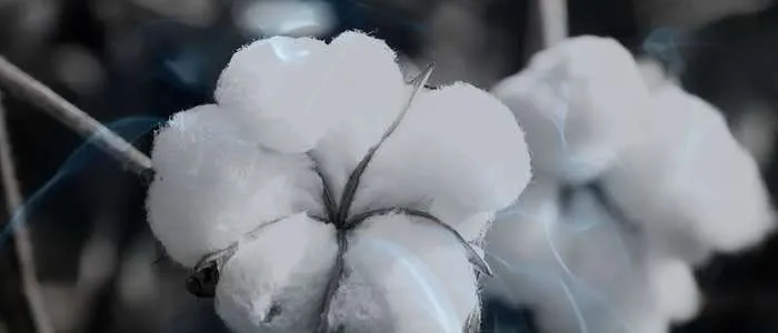 9 Biblical Meaning of Cotton in a Dream