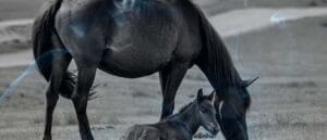 Biblical Meaning of a Horse Giving Birth in a Dream
