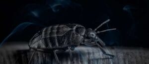 Biblical Meaning of Killing Bed Bugs in a Dream