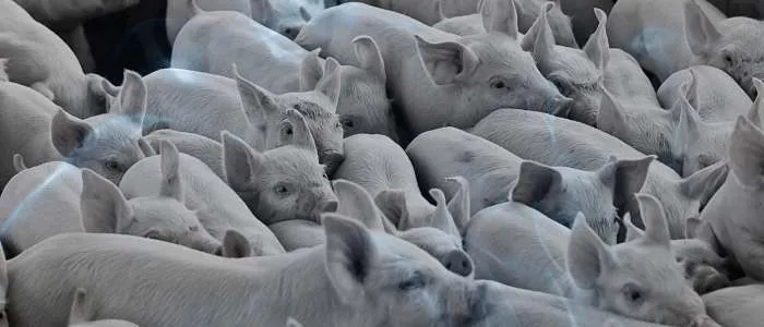 Biblical Meaning of a Pig Giving Birth in a Dream