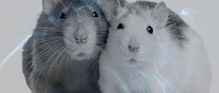 Biblical Meaning of Eating a Rat in a Dream