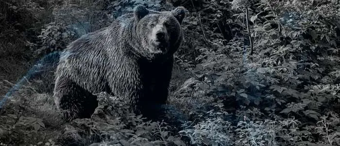 Eating Bear Meat in a Dream: 7 Biblical Meanings